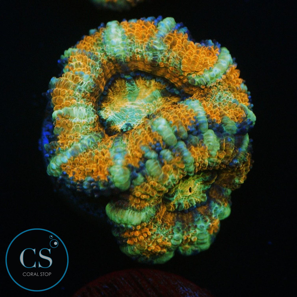 ULTRA RAINBOW ACAN