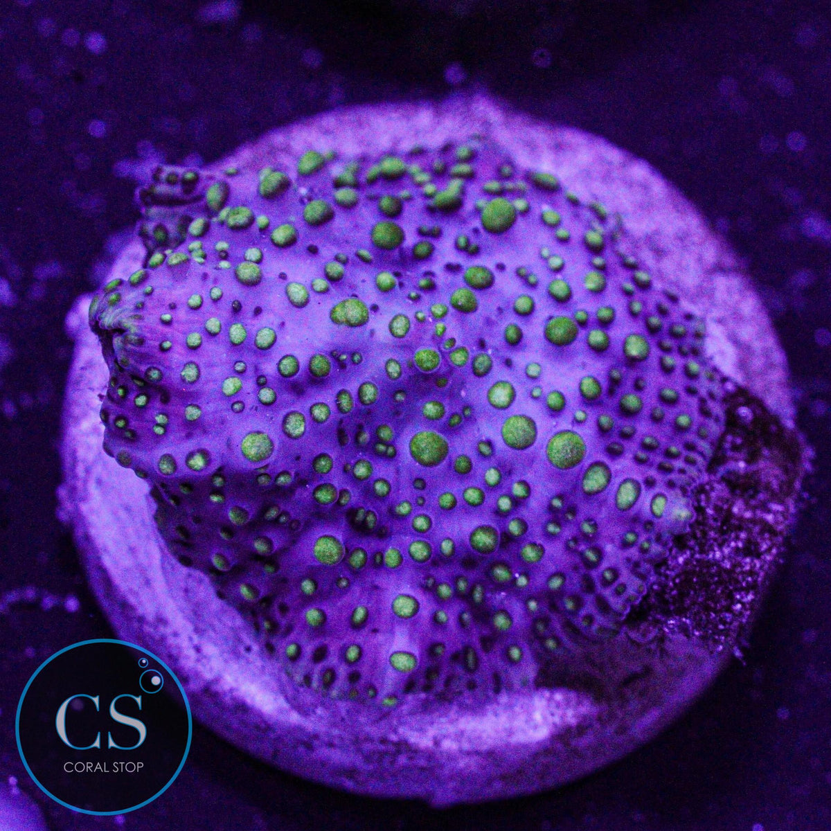 Lava Lamp Disco Mushroom