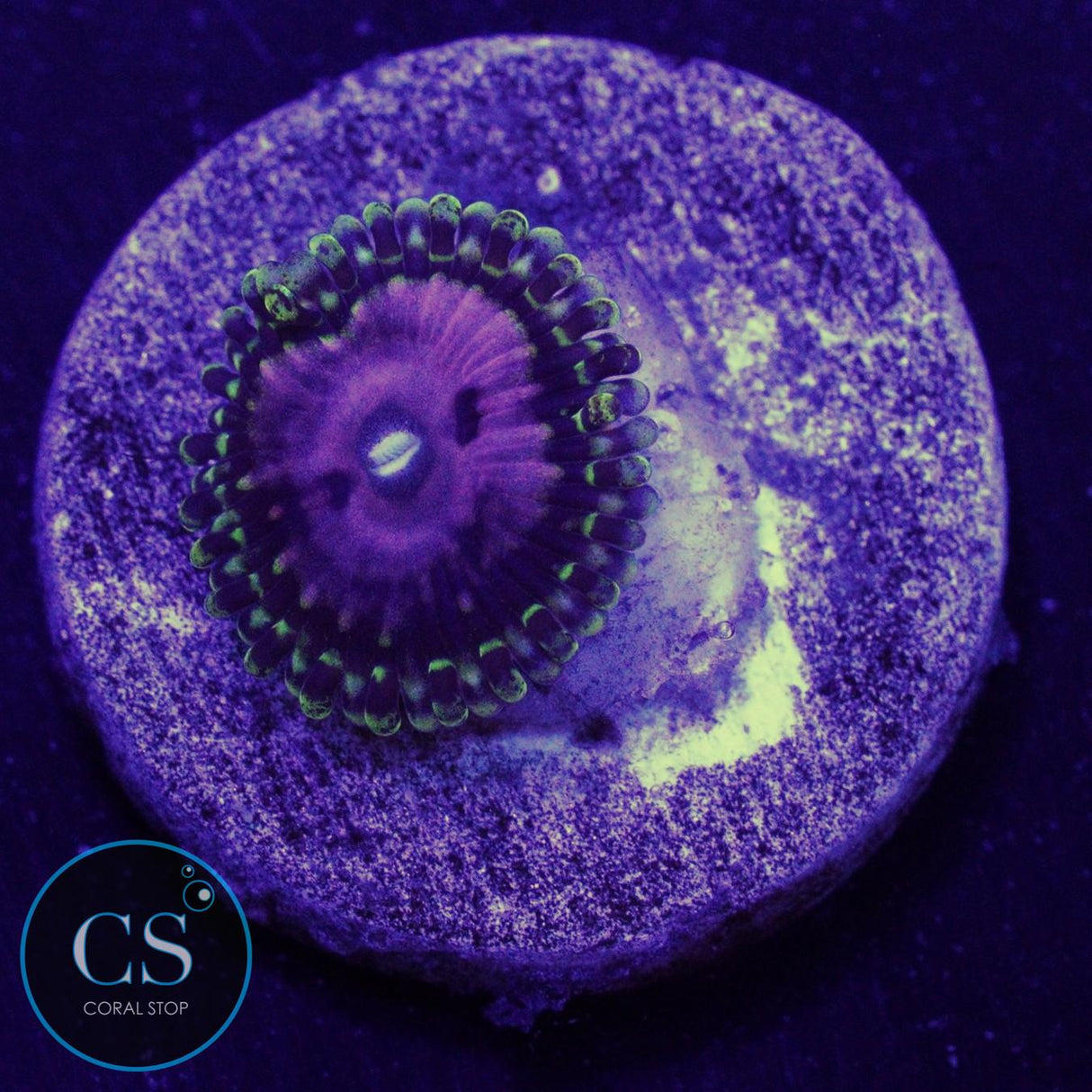 Pink Diamond Zoa