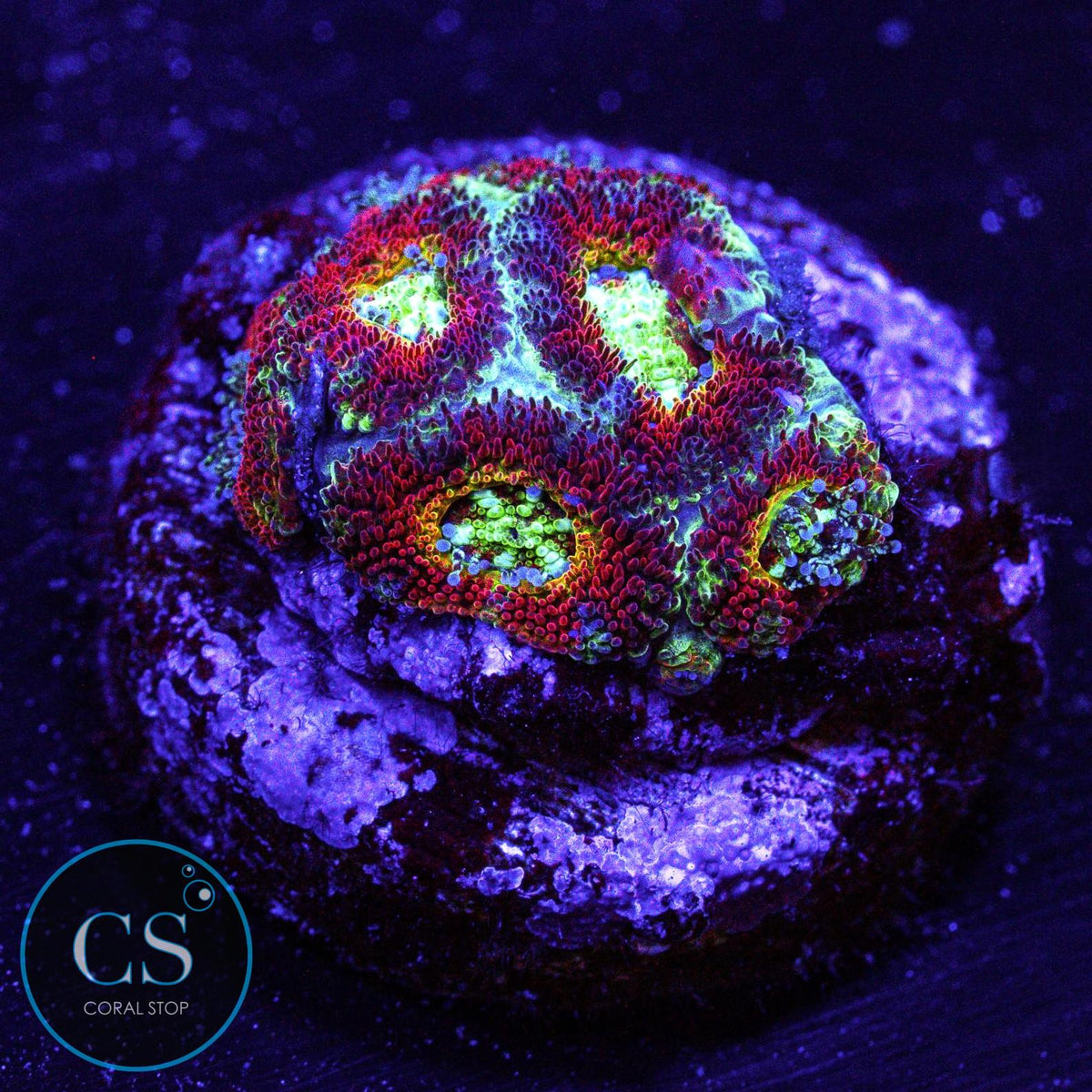 WWC Ruby Red Micromussa