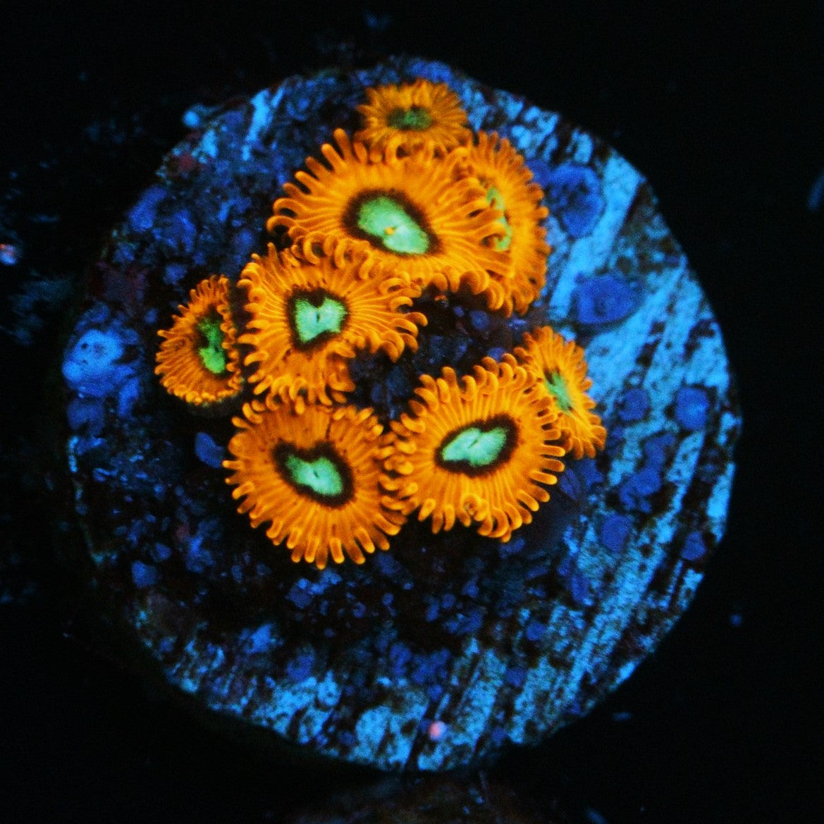 CHARMANDER ZOA