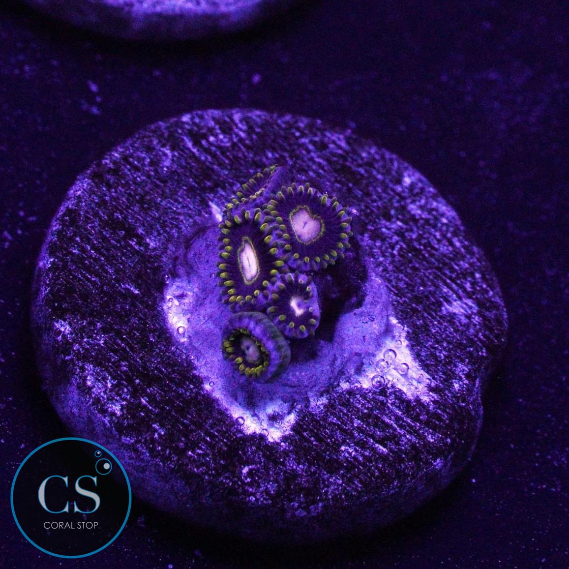 RARE KTAR BLACK HORNET ZOA