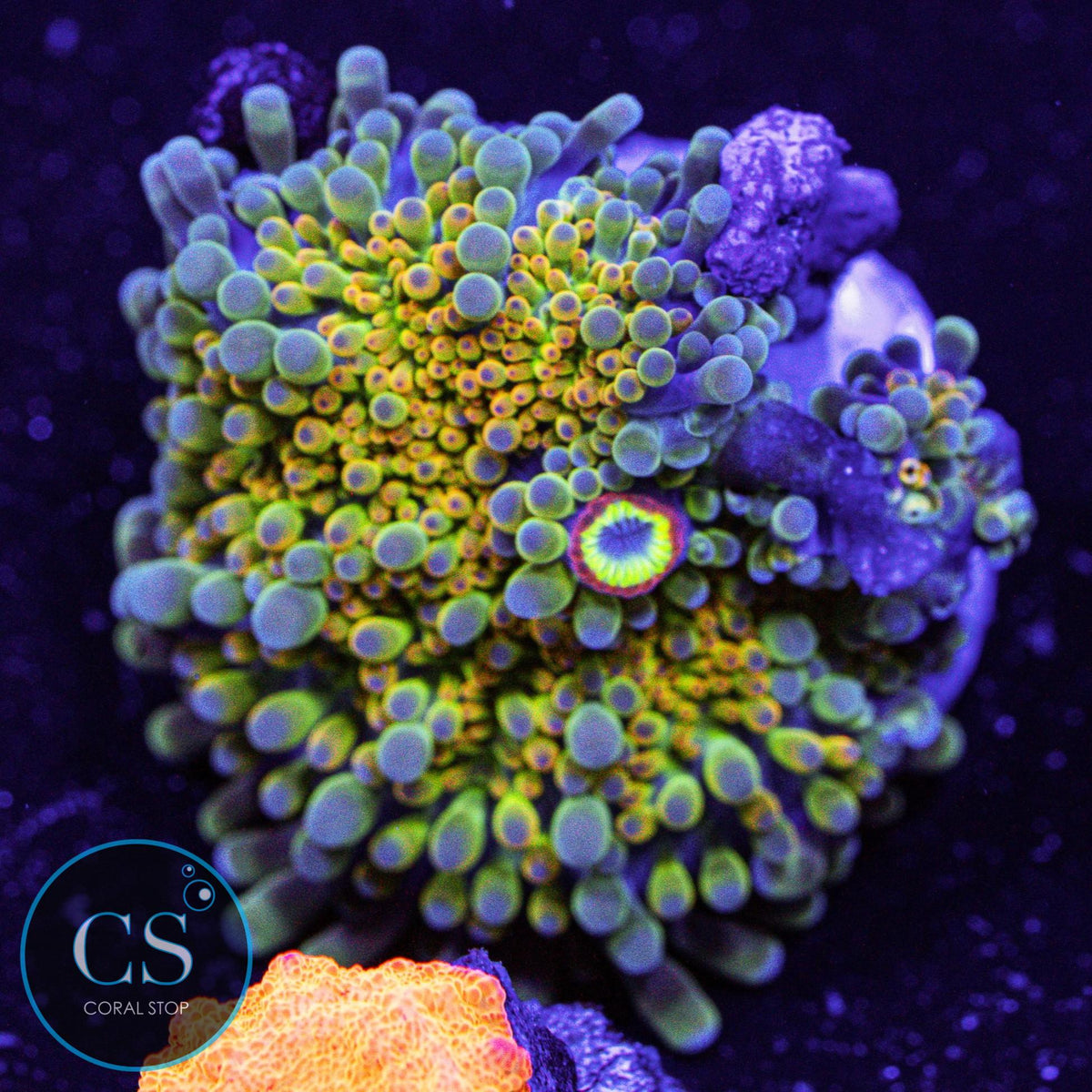 Rainbow Yuma Mushroom