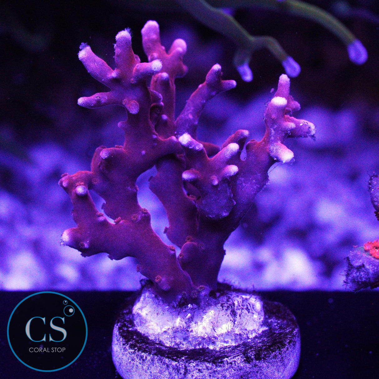 JF TNT ANACROPORA