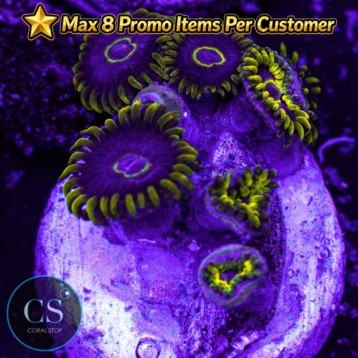 Purple Hornet Zoa