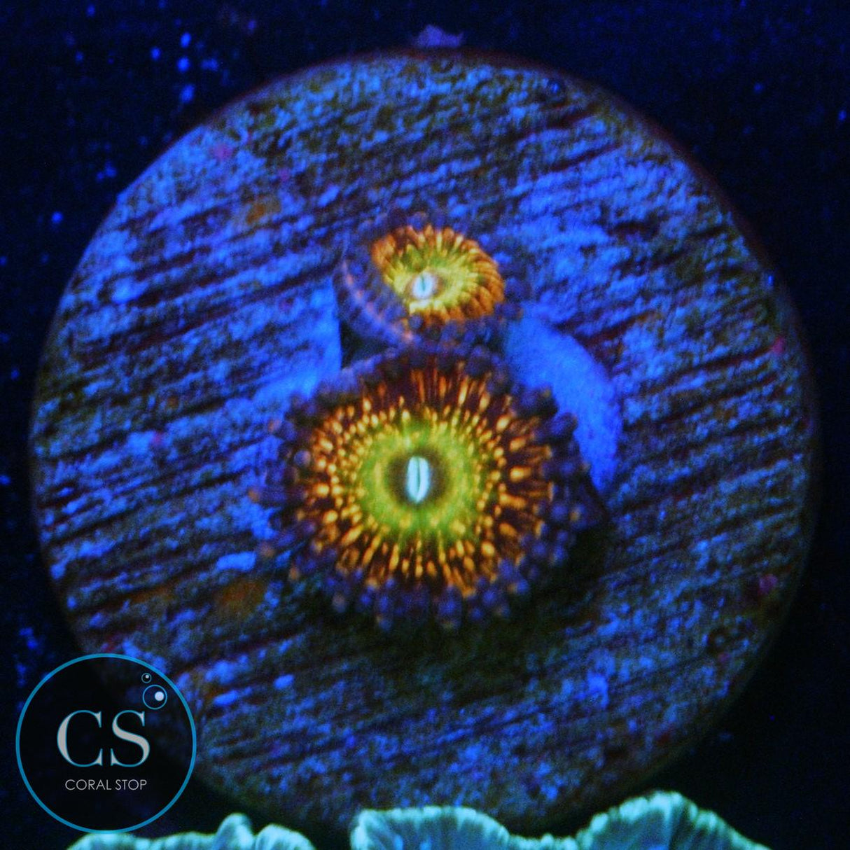 CB KRAK GOD ZOA