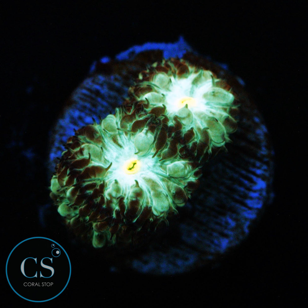 EMERALD BLASTO MERLETTI