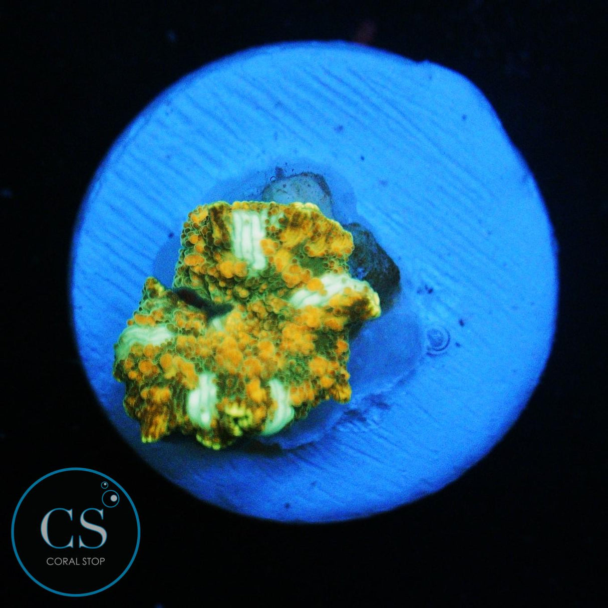 GOLD DRAGON LADY BOUNCE MUSHROOM