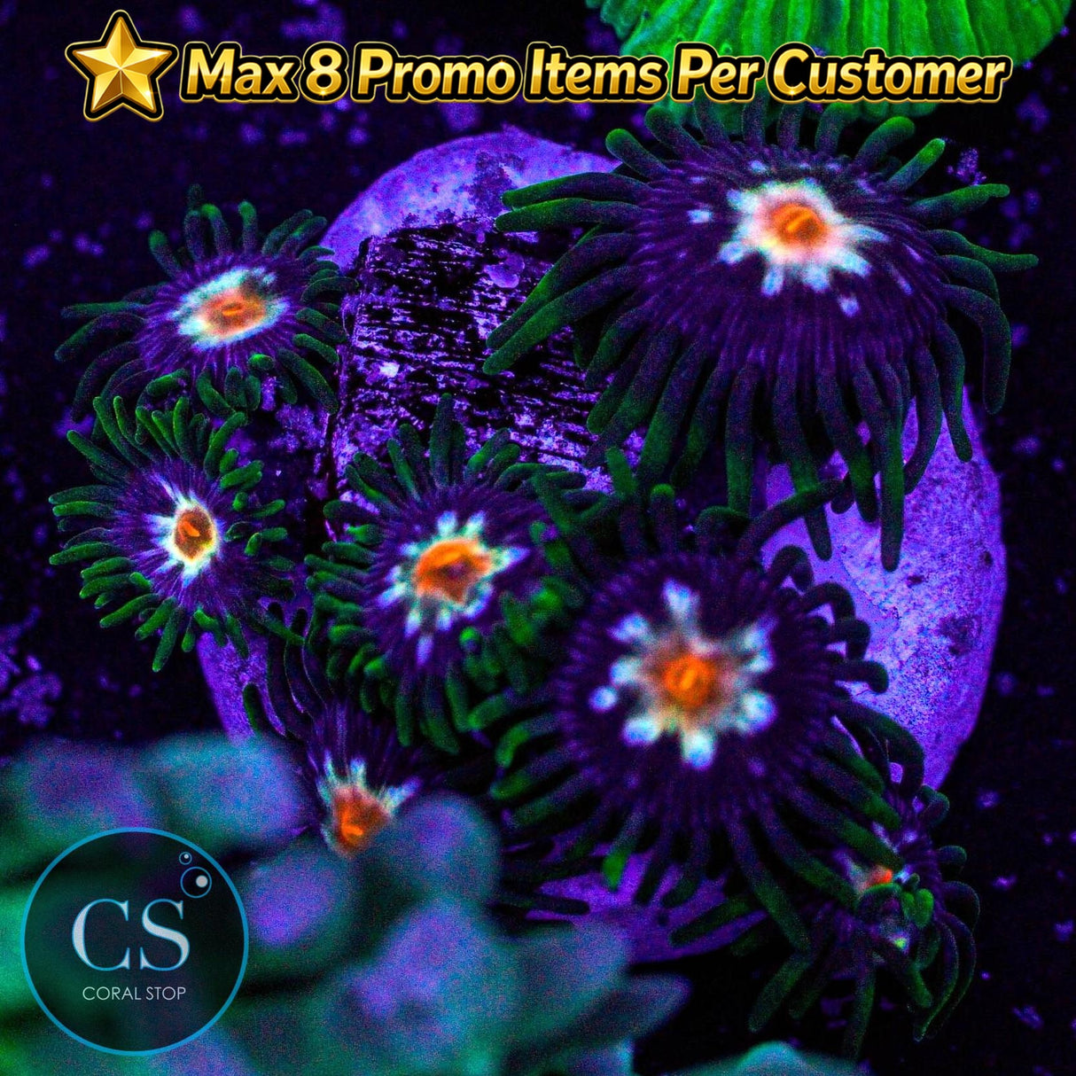 JF Stargazer Zoa