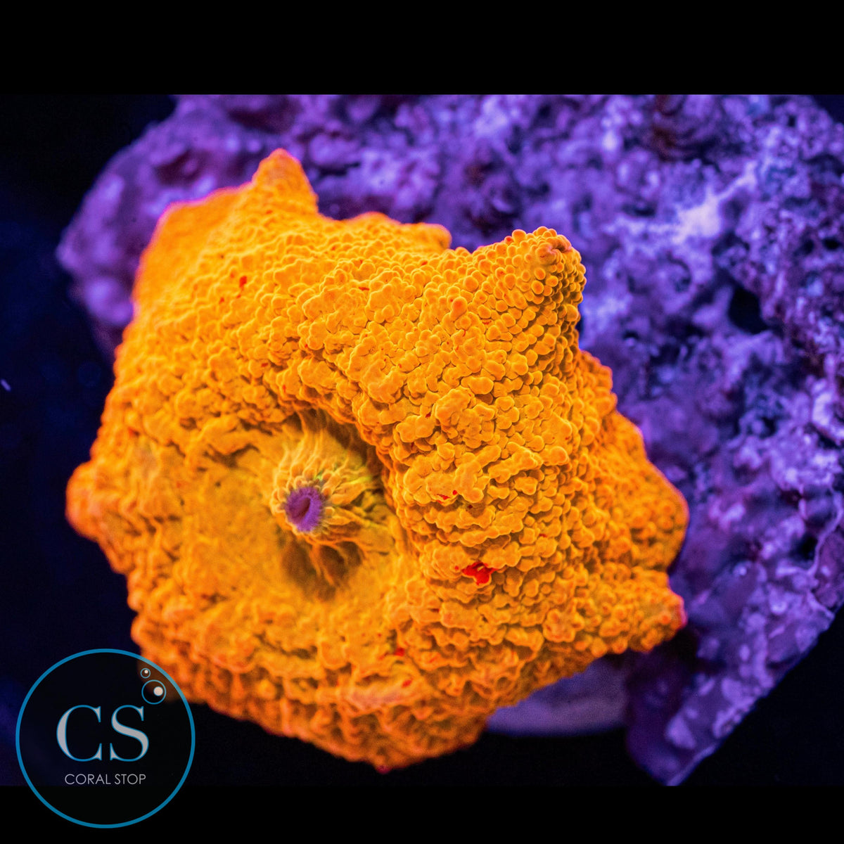 Poletti Jawbreaker Mushroom