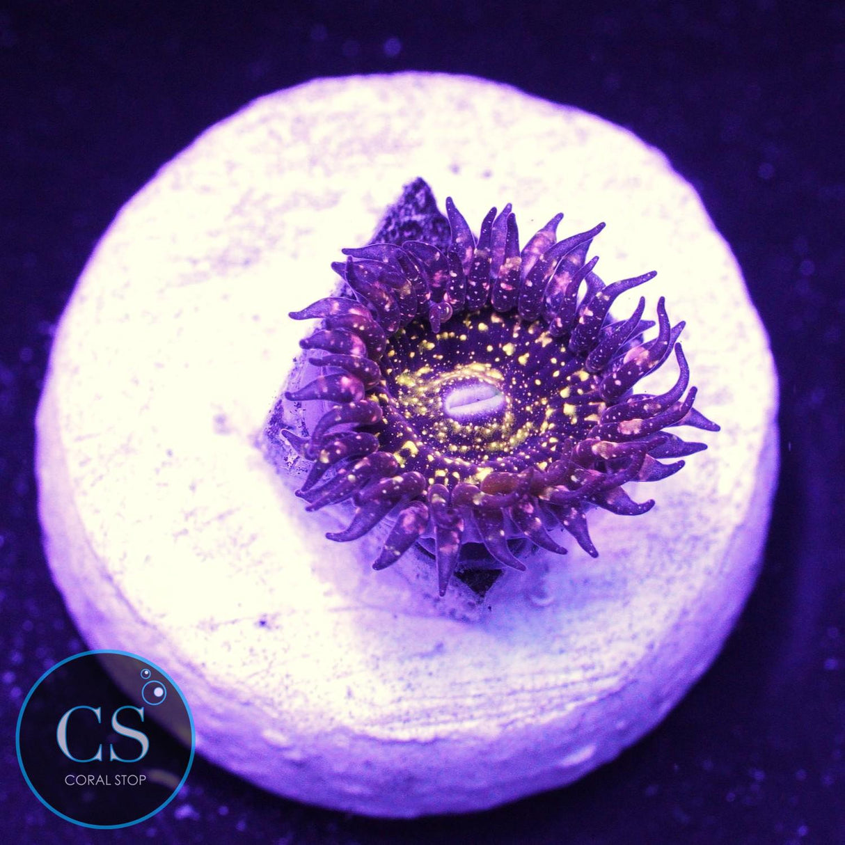 JF Frankie's Acid Trip Zoa