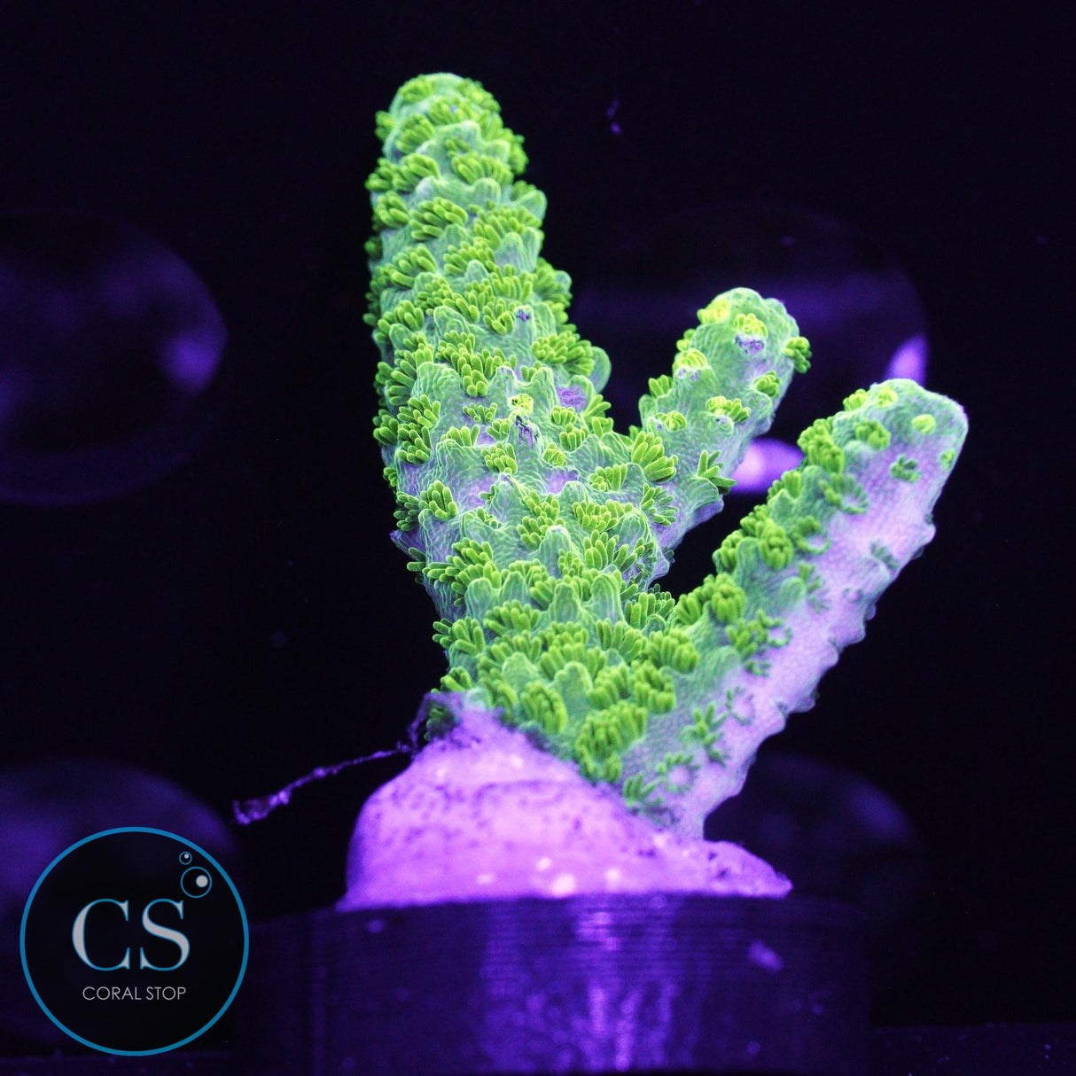 OG Bali Green Slimer Acro