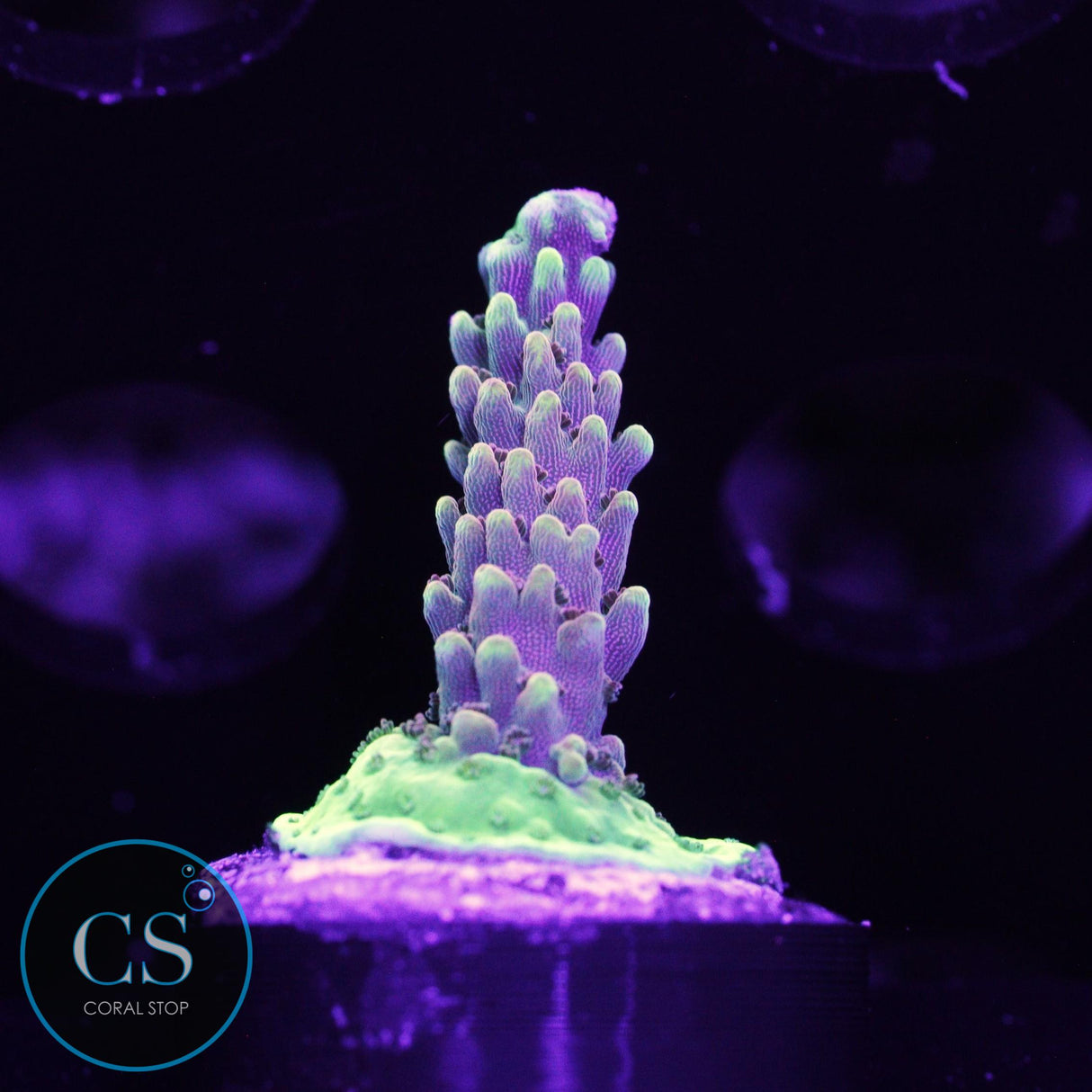 WWC Ace of Spades Acro