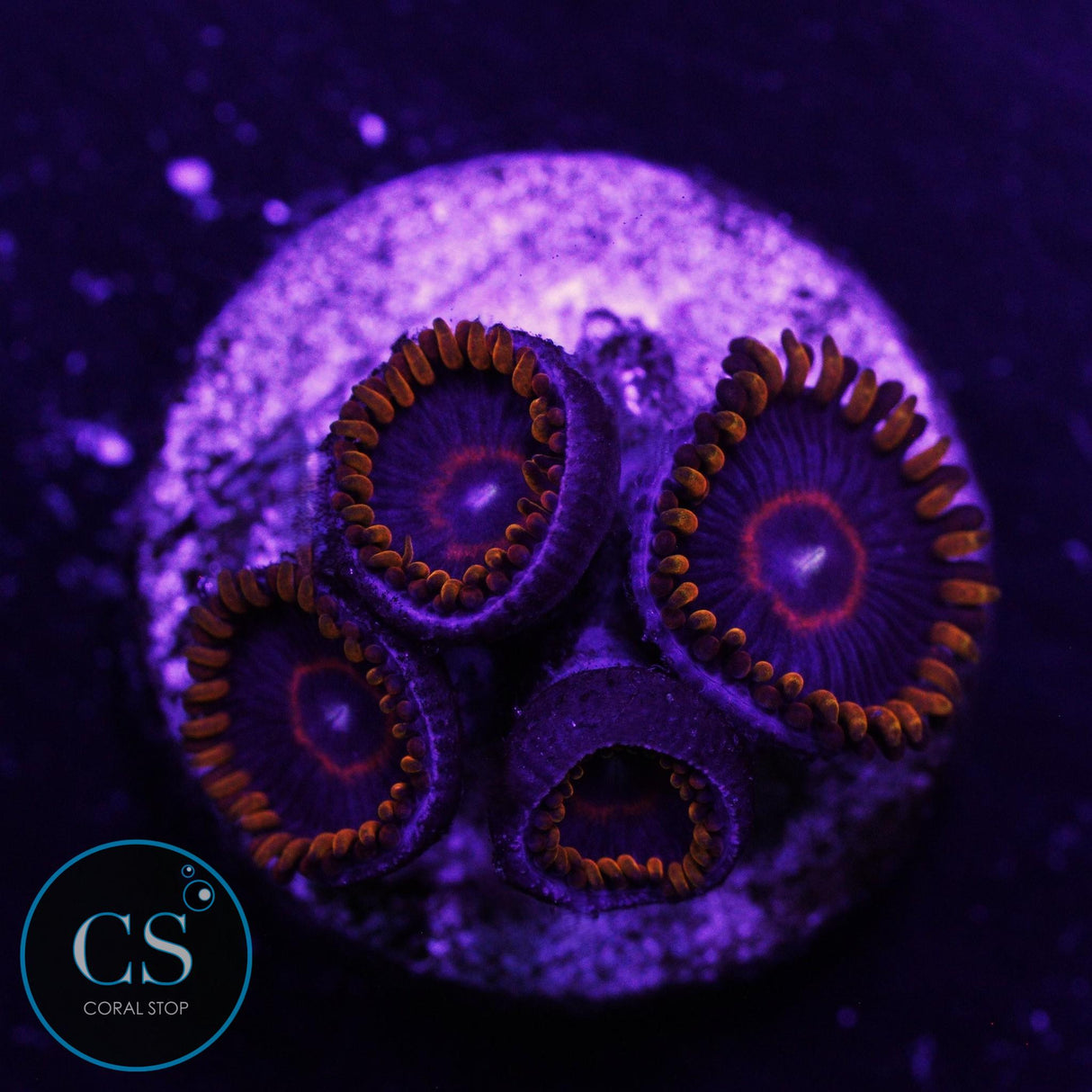 Red Hornet Zoa