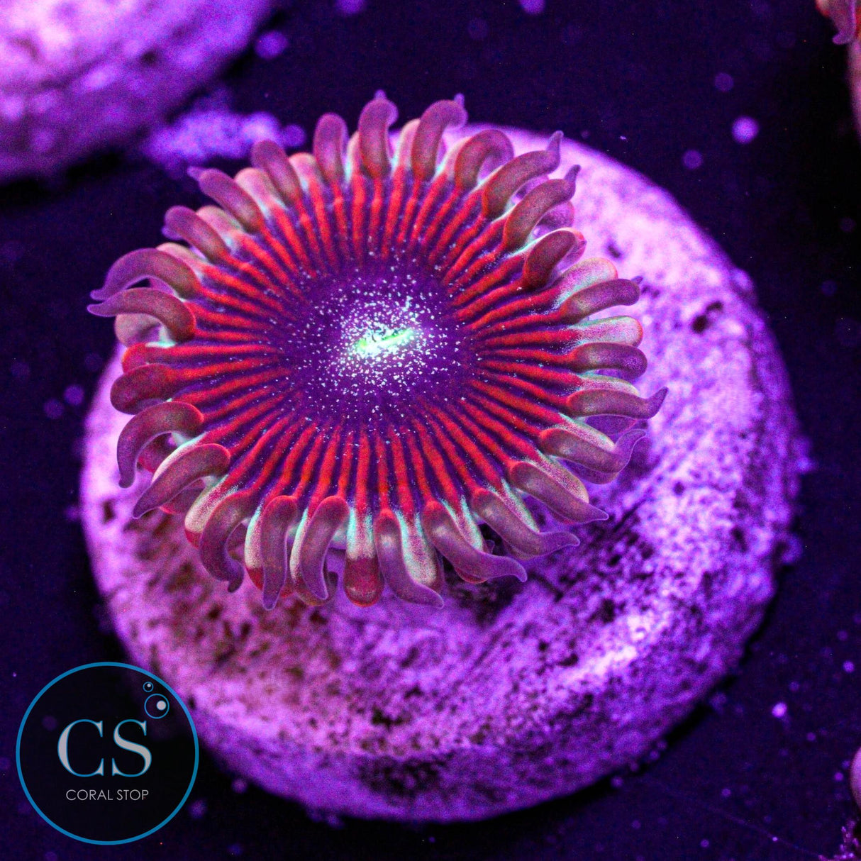 Seduction Zoa