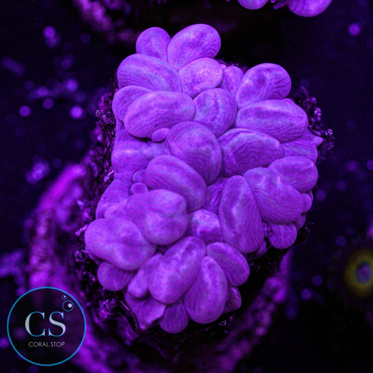 Rare Branching Bubble Coral