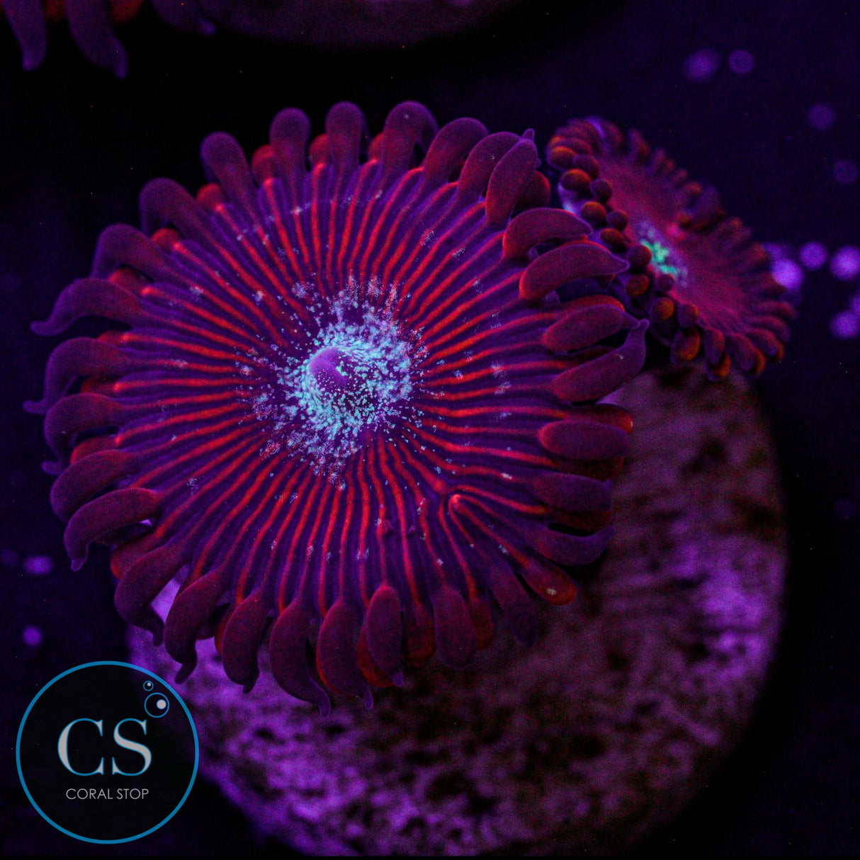 Ultra Magician Zoa