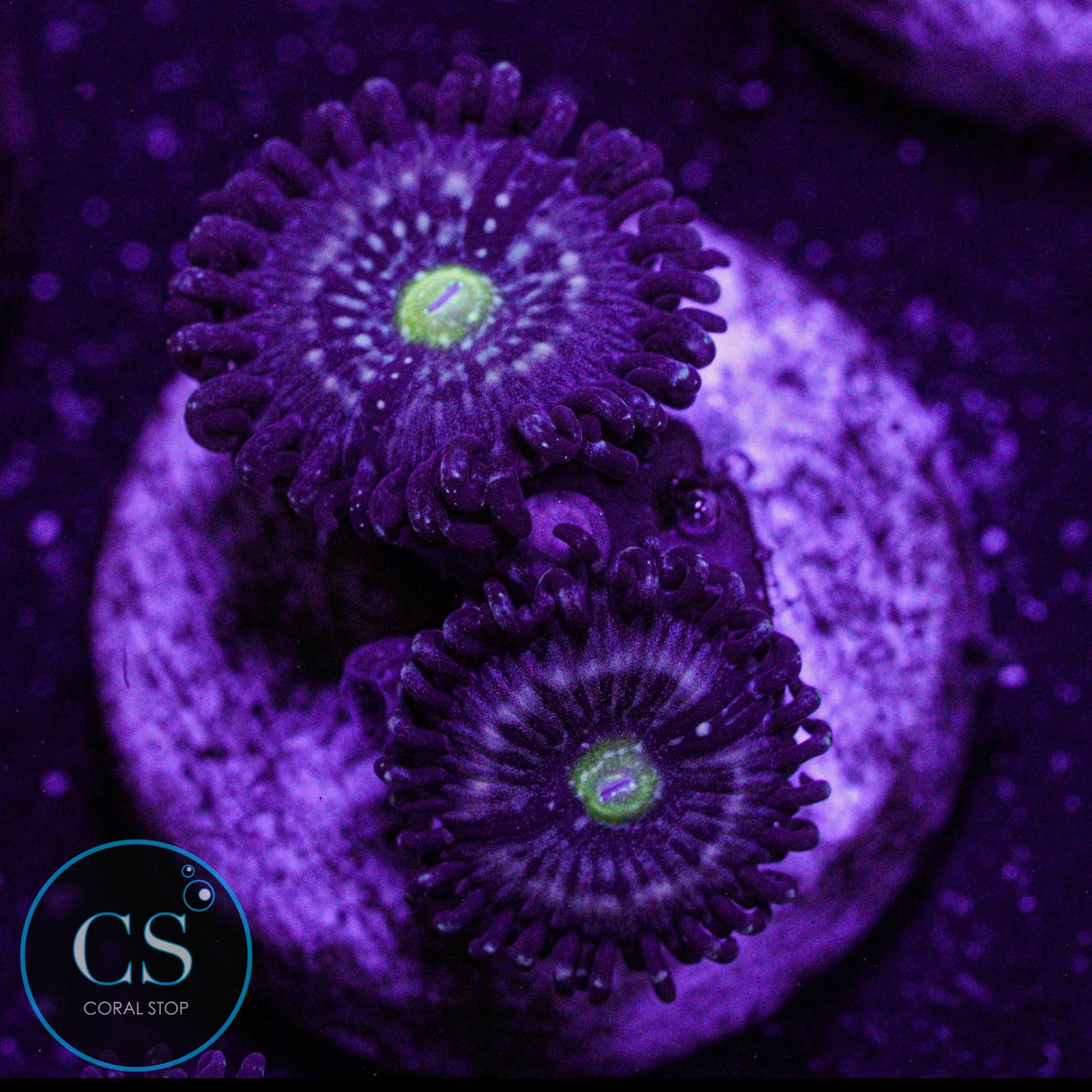 Blue Lagoon Zoa