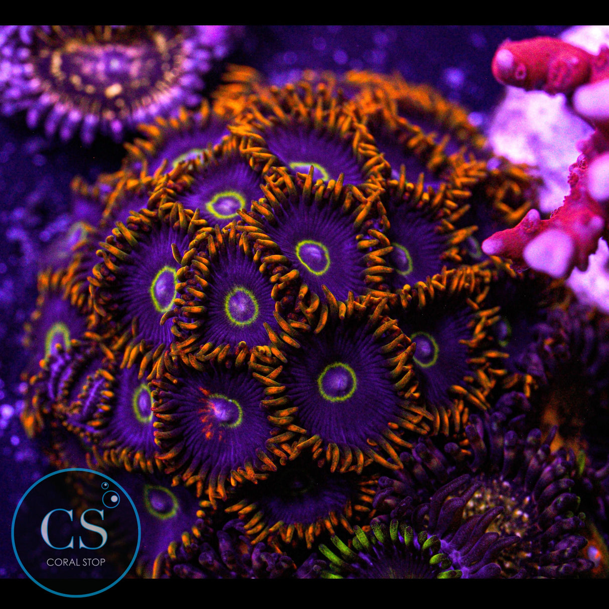 Rainbow Hornet Zoa