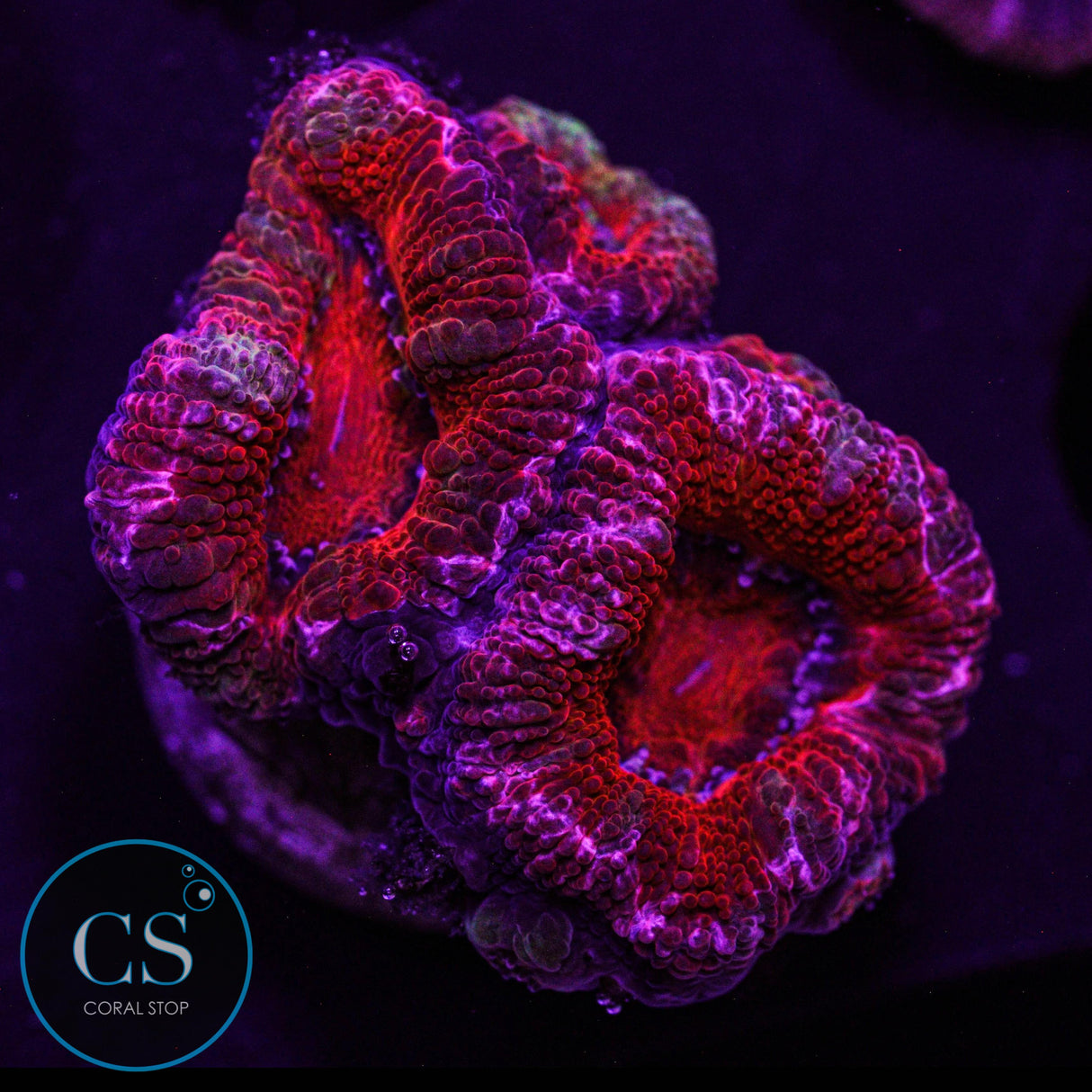 Rainbow Acan