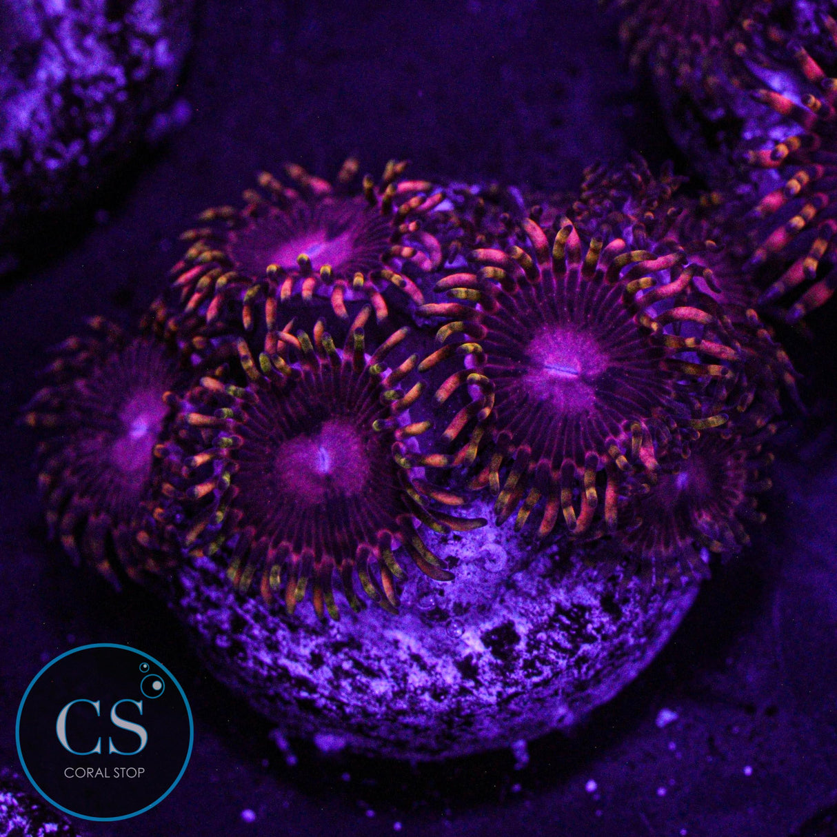 SBB Aphrodite Zoa