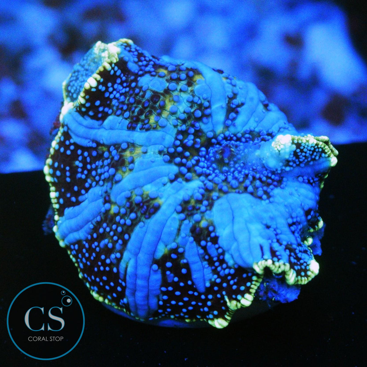 NEW RELEASE CS BLUE DEVIL BOUNCE MUSHROOM