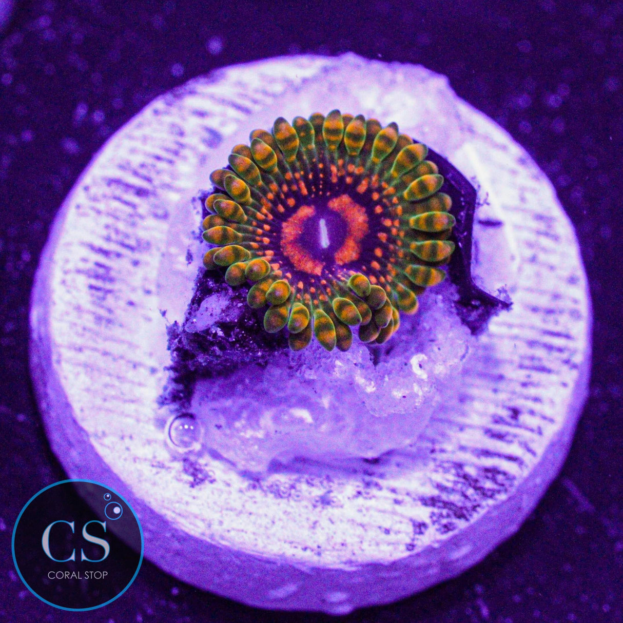 Grand Master Krak GMK Zoa