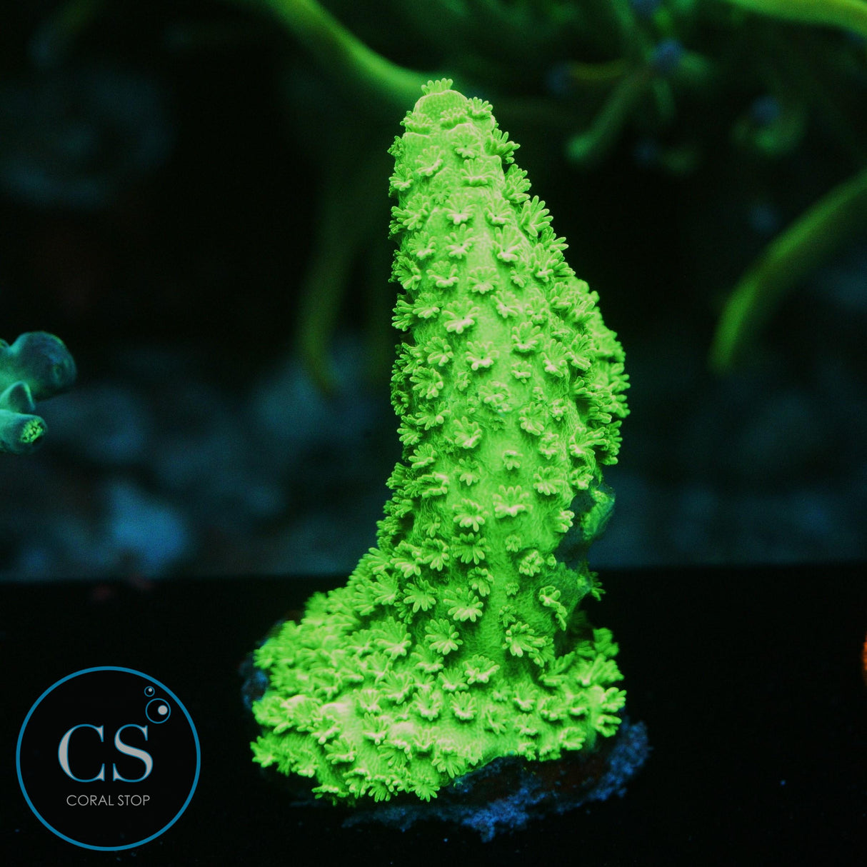 GREEN SLIMER ACRO