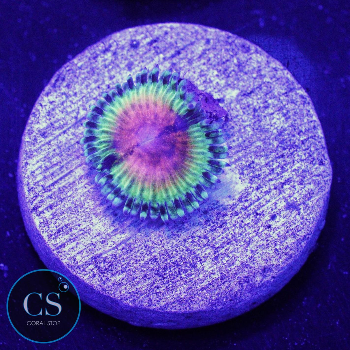 JF Bloodshot Zoa