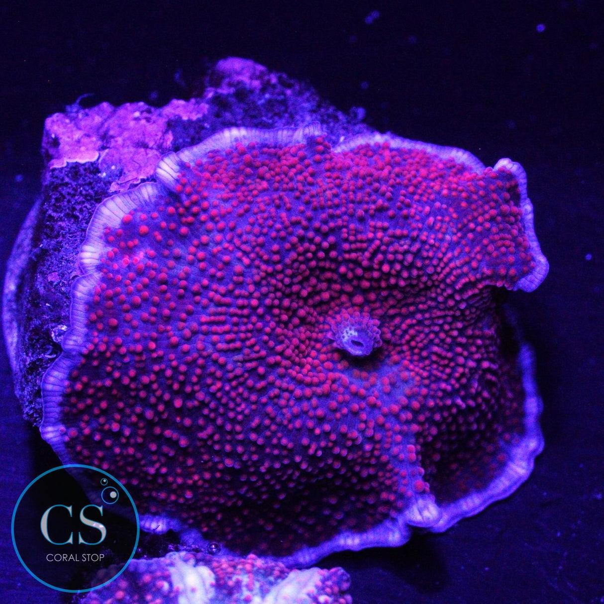 INTERSTELLAR MUSHROOM