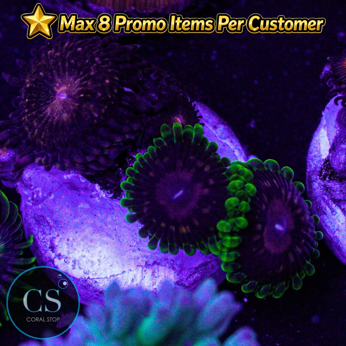 CC Scarlet Fever Zoa