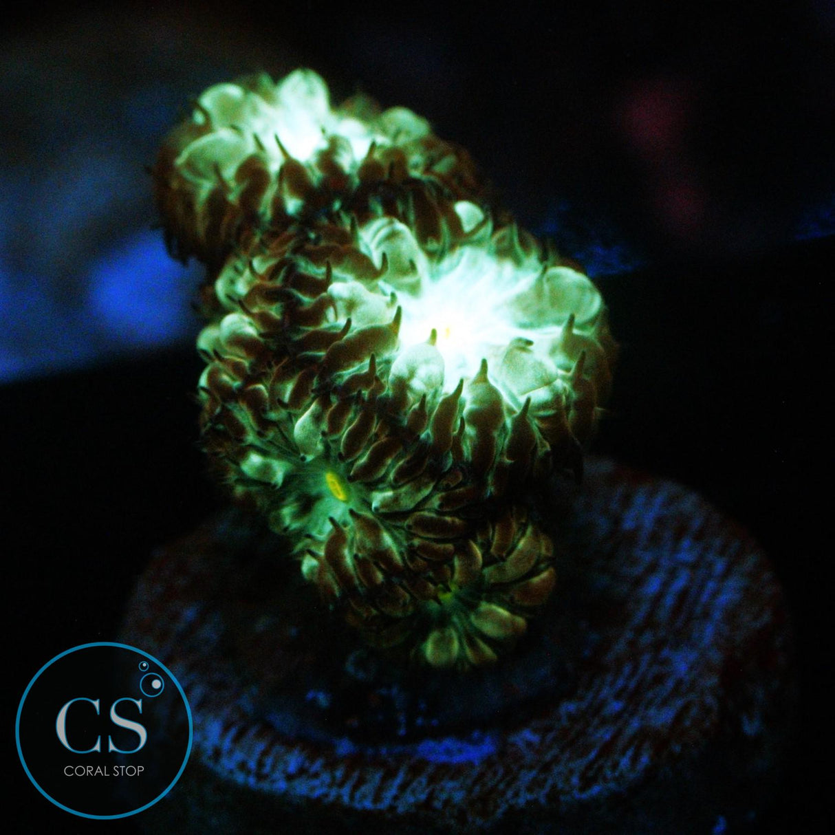 EMERALD BLASTO MERLETTI
