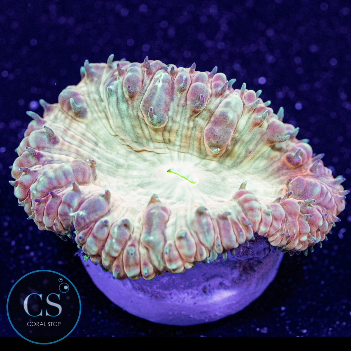 CS New Release Solar Beam Blastomussa