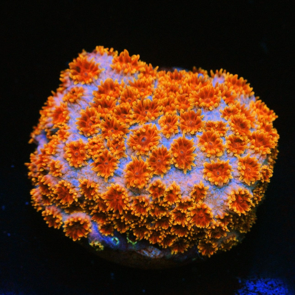 SKITTLES BOMB CYPHASTREA