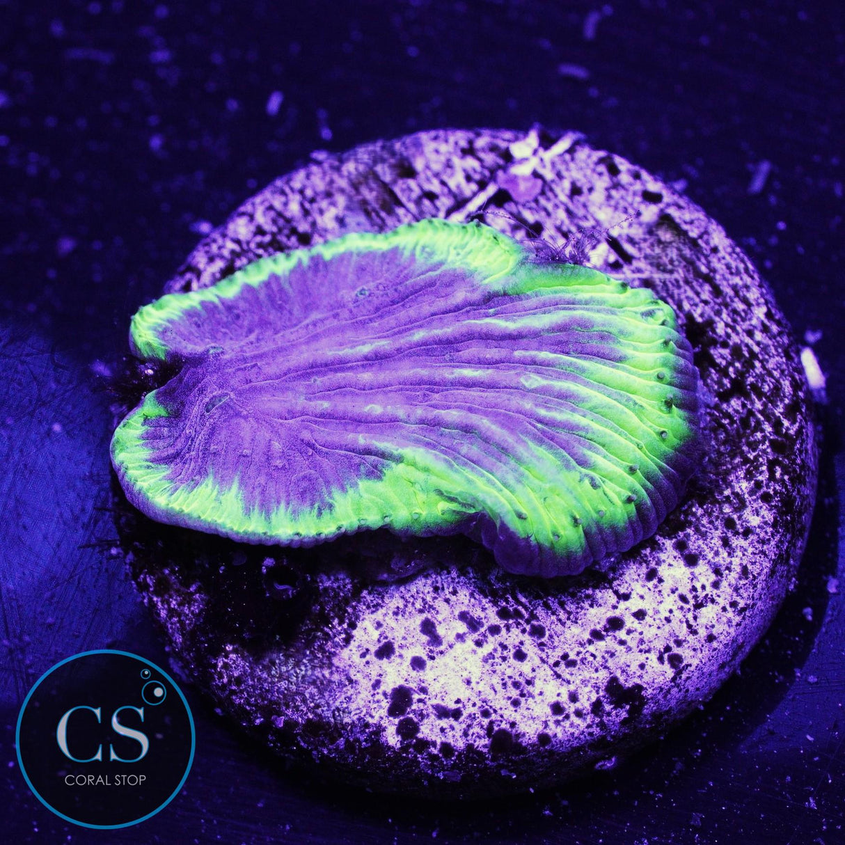 Lazer Grape Diaseris Plate