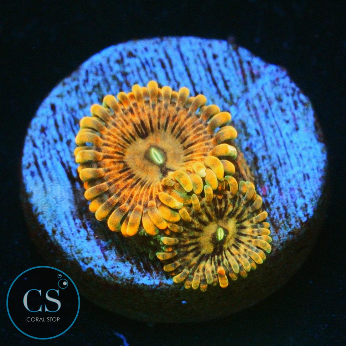 FAIRY FART ZOA