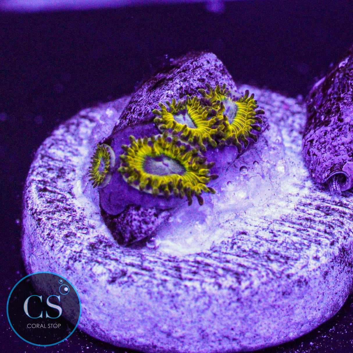 Pikachu Zoa