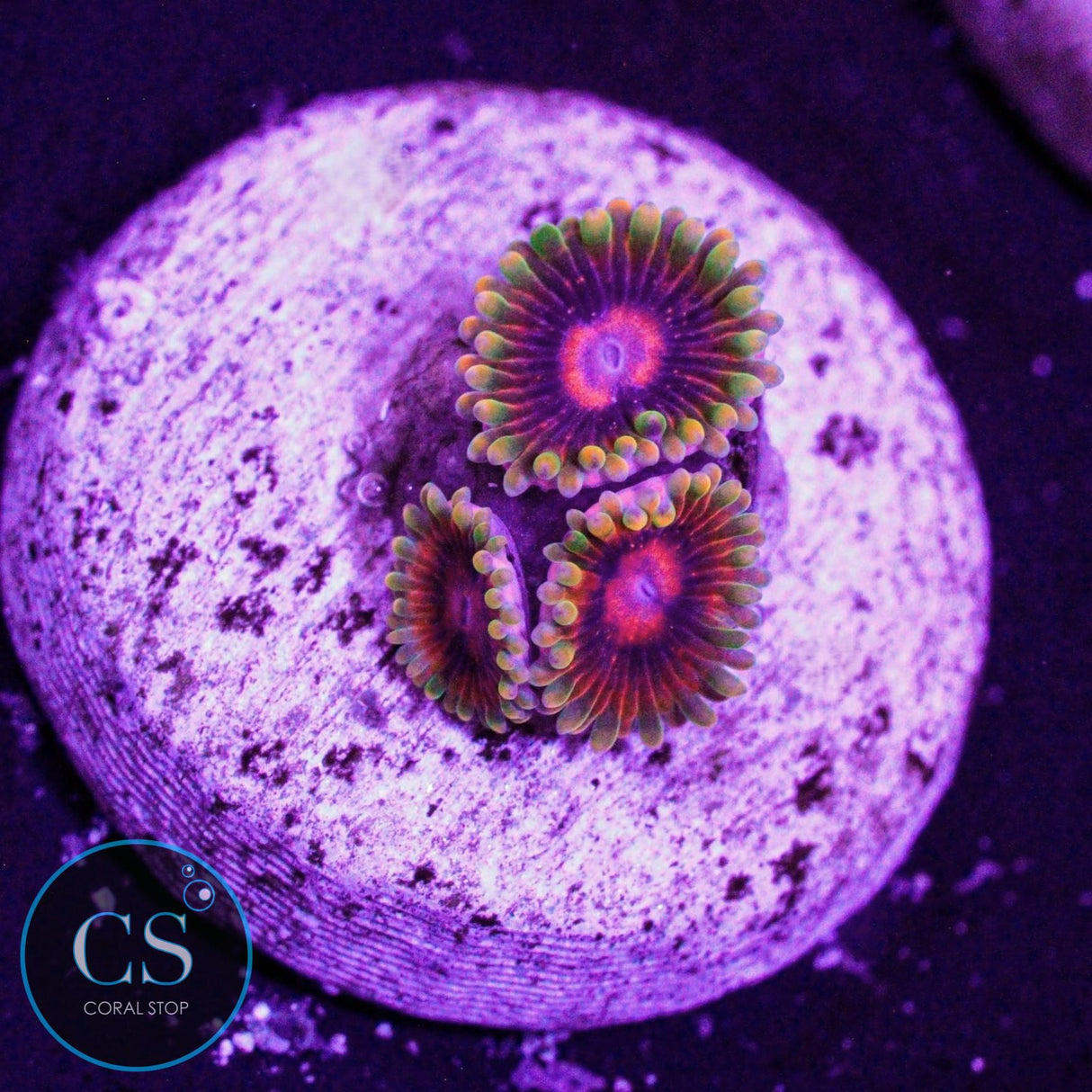 Jedi Mind Trick Zoa