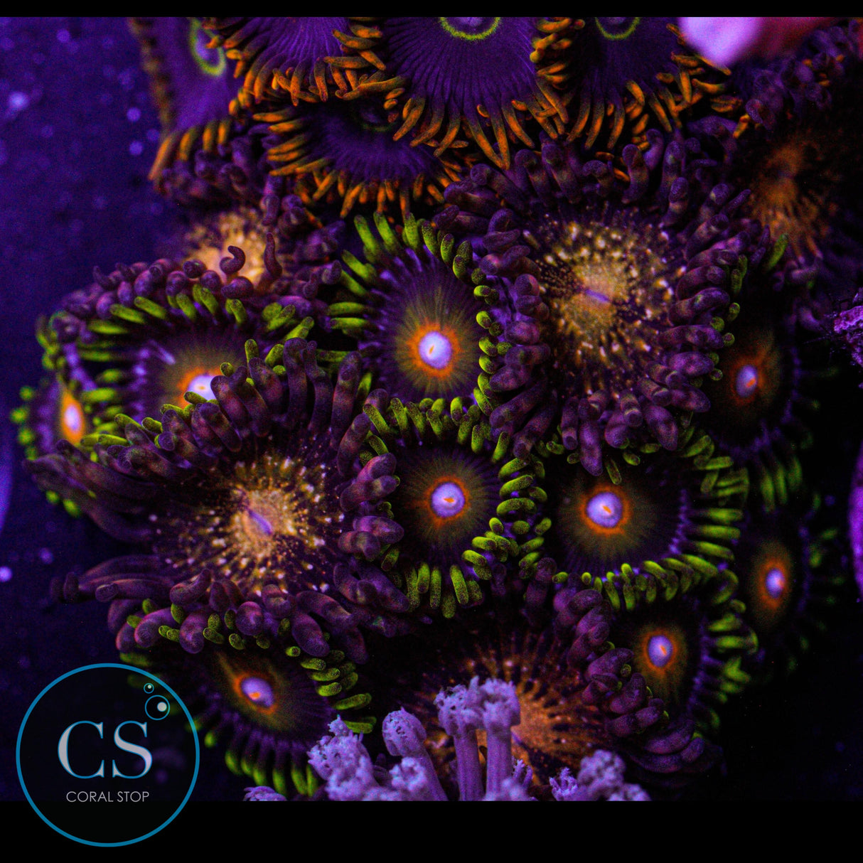 Super Saiyan Zoa