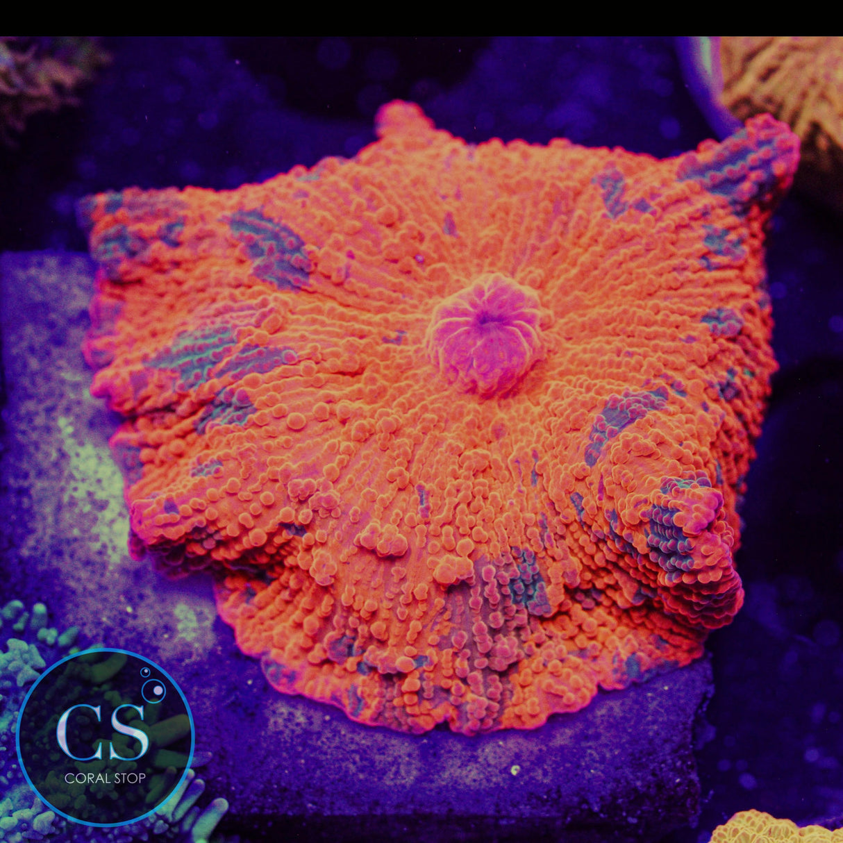 Ultra 3 Color Candy Crush Jawbreaker Mushroom