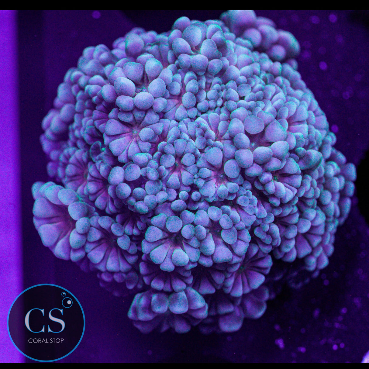 Prismatic Alveopora