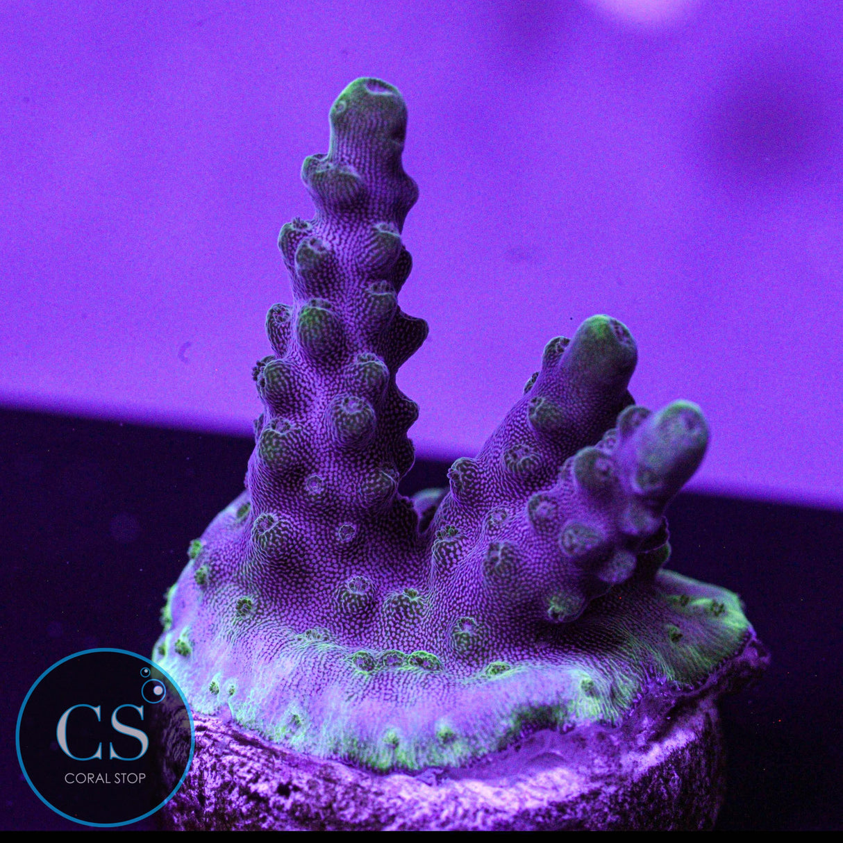 Z's Blueberry Wine Acro