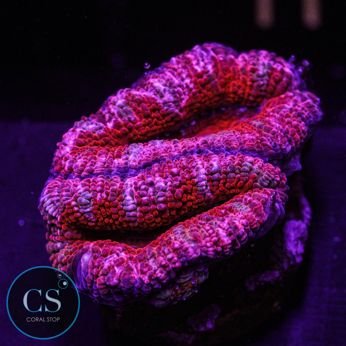 Rainbow Acan