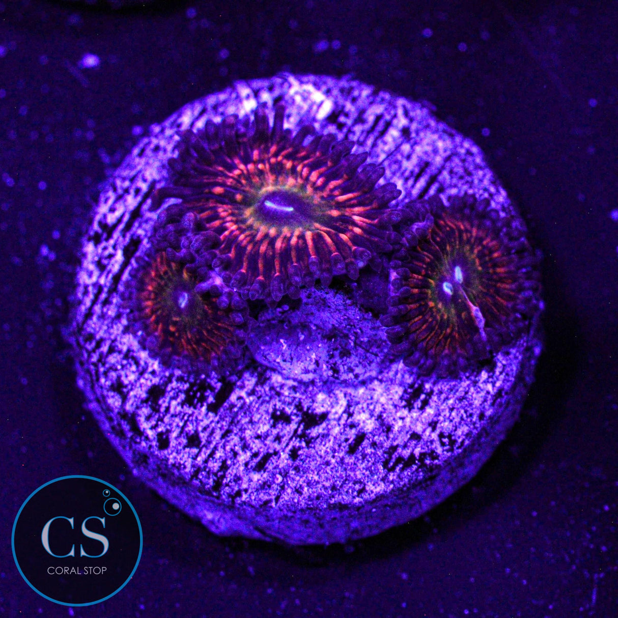 CB Krak God Zoa
