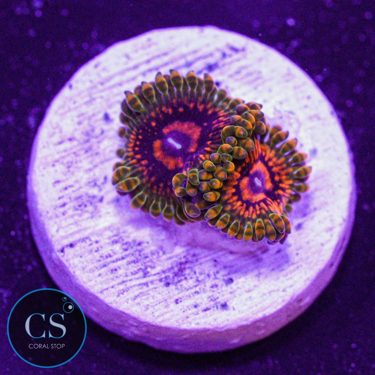 Grand Master Krak GMK Zoa
