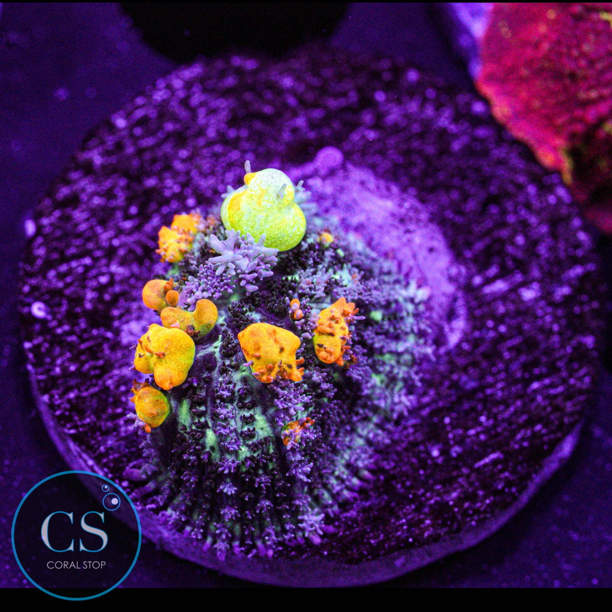 WWC OG Bounce Mushroom