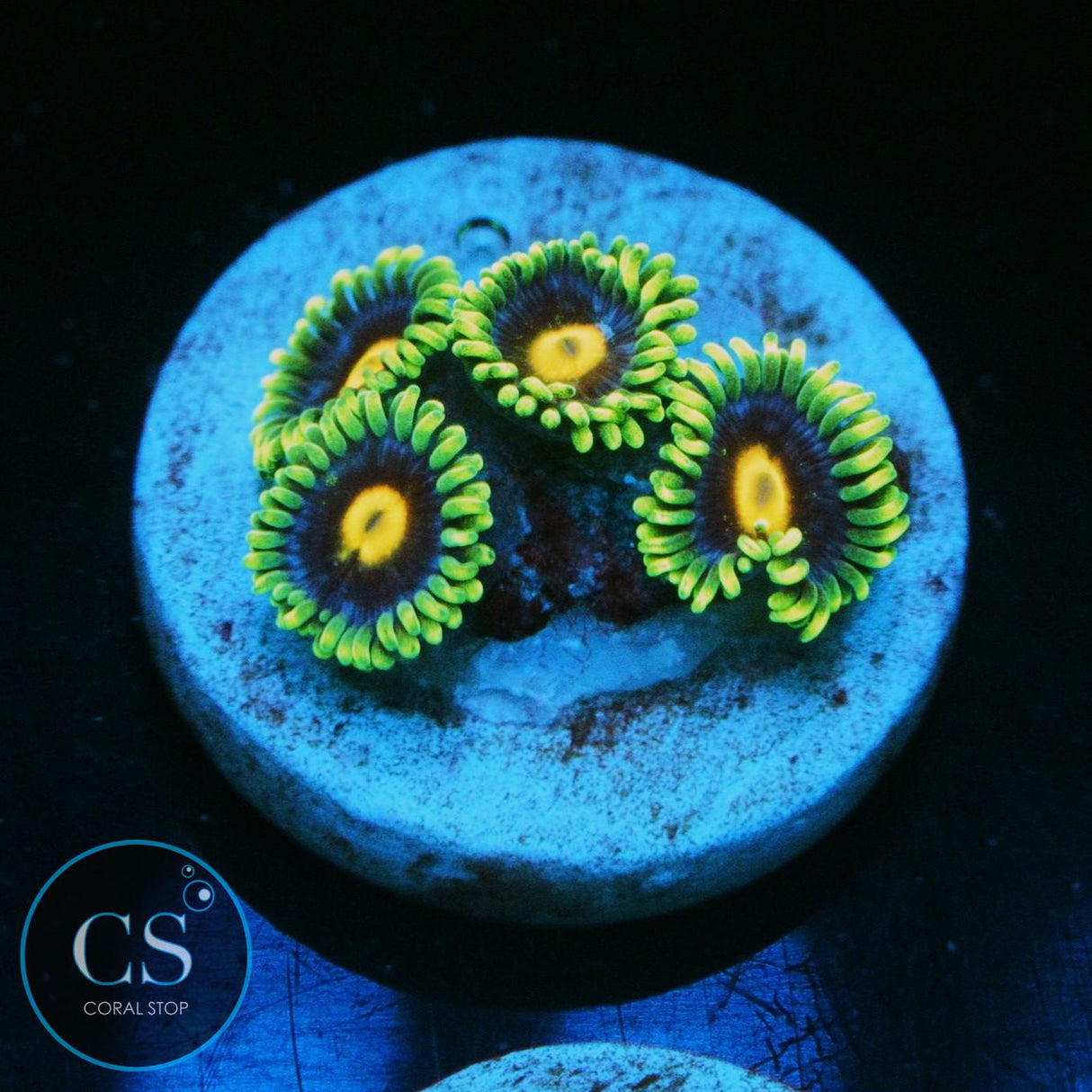 JF BIG BANG ZOA