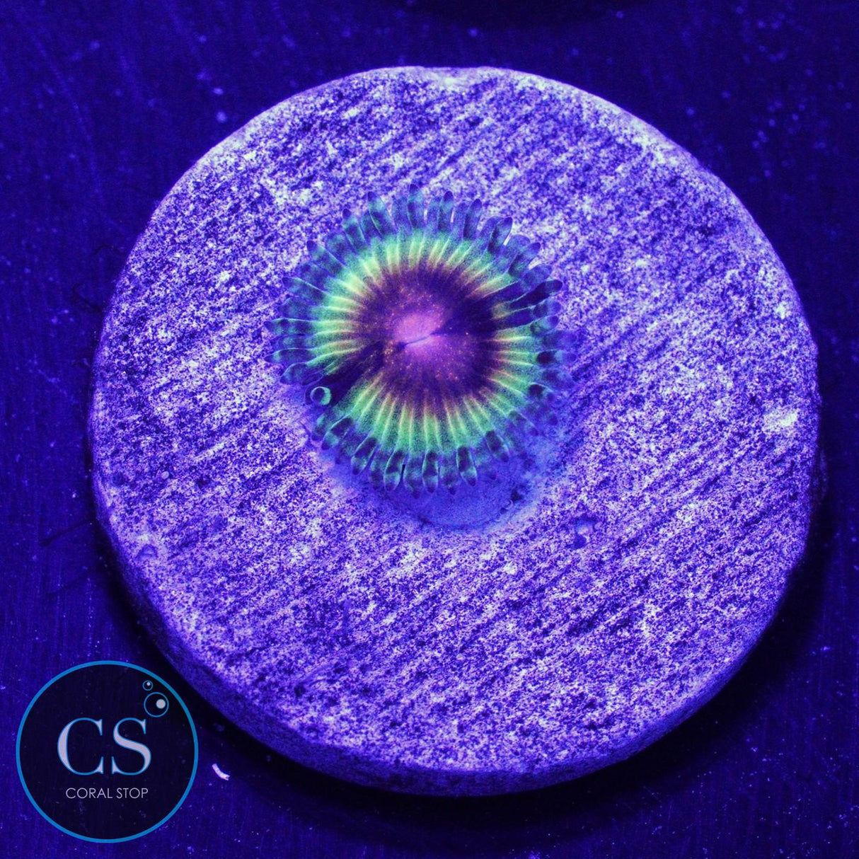 JF Bloodshot Zoa