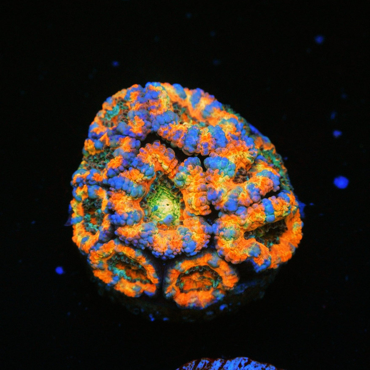 CLOWN PUKE RAINBOW ACAN