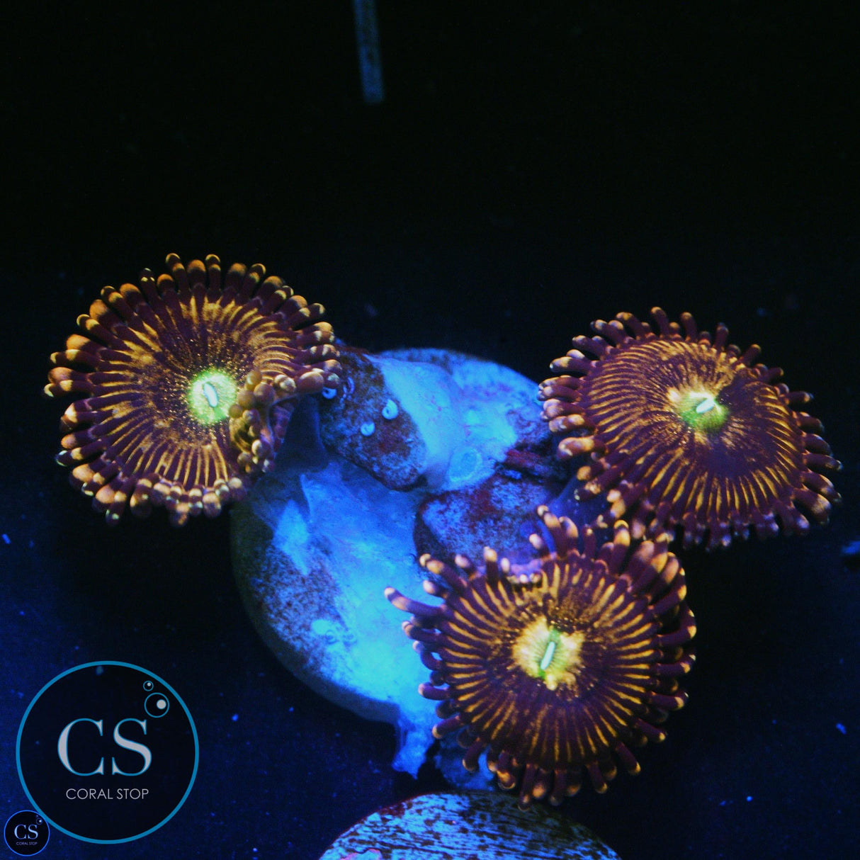 RAINBOW SAKURA ZOA